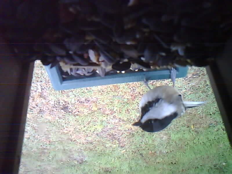 Black-capped Chickadee