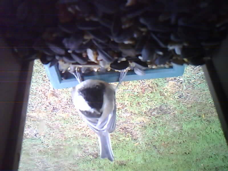 Black-capped Chickadee