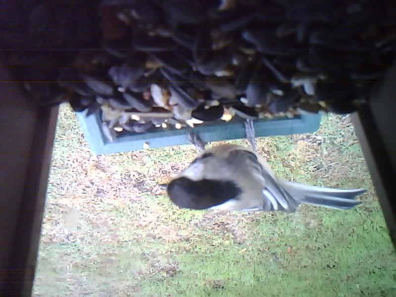 Black-capped Chickadee