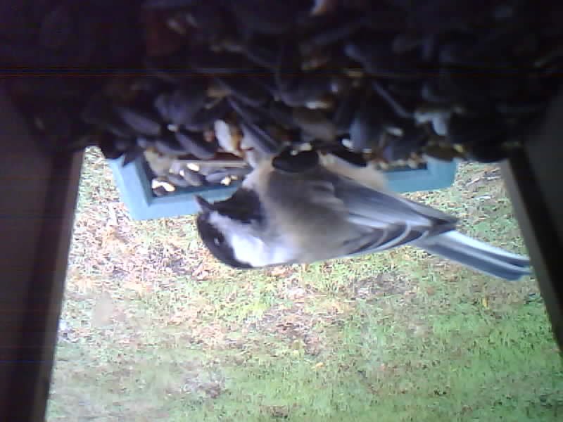 Black-capped Chickadee