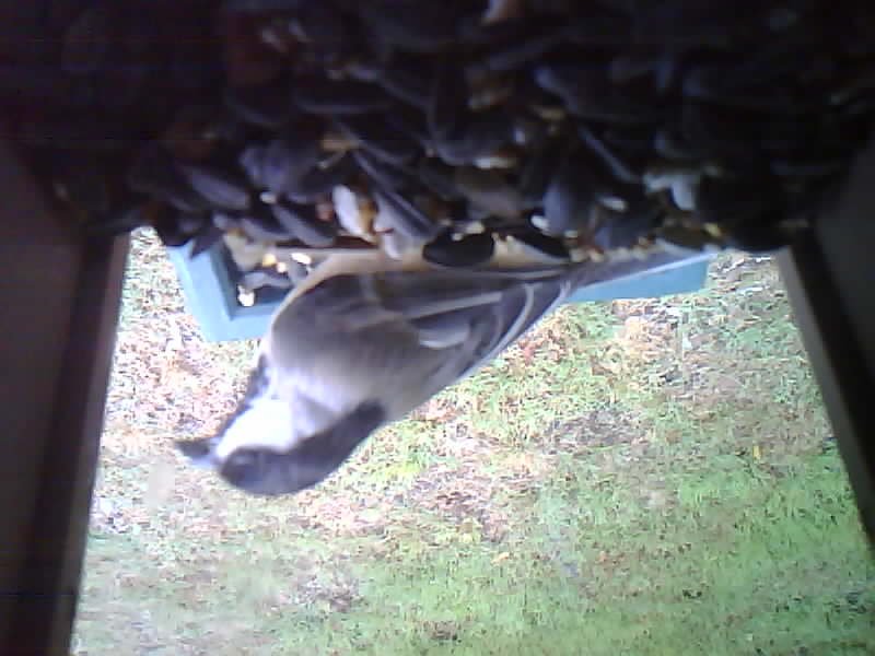 Black-capped Chickadee