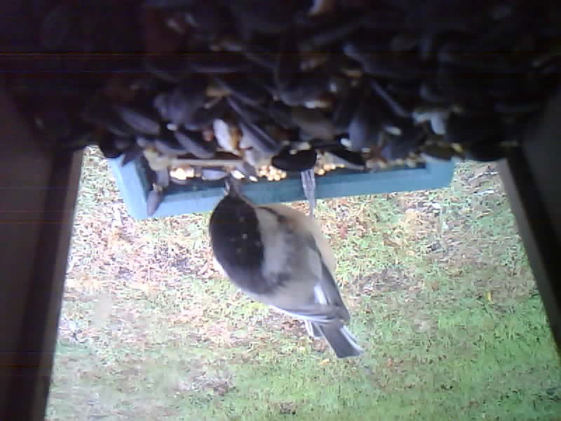 Black-capped Chickadee