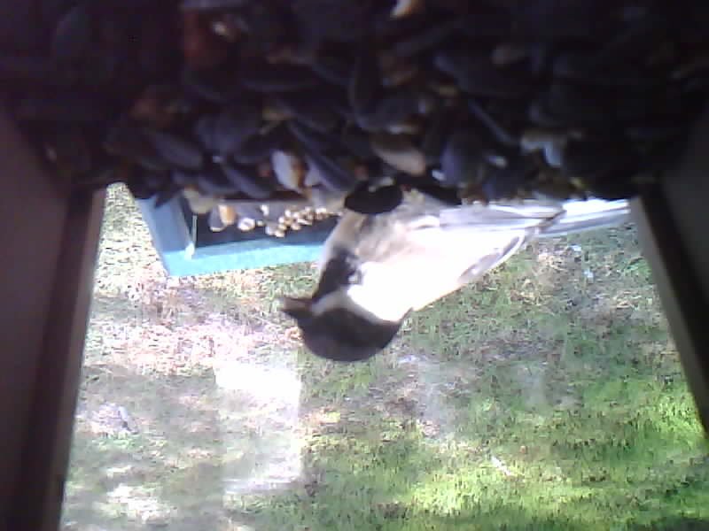 Black-capped Chickadee