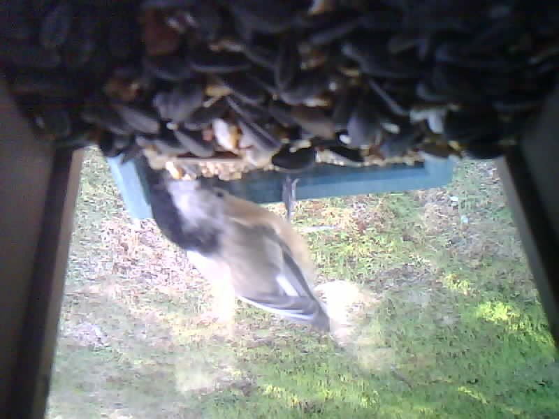 Black-capped Chickadee