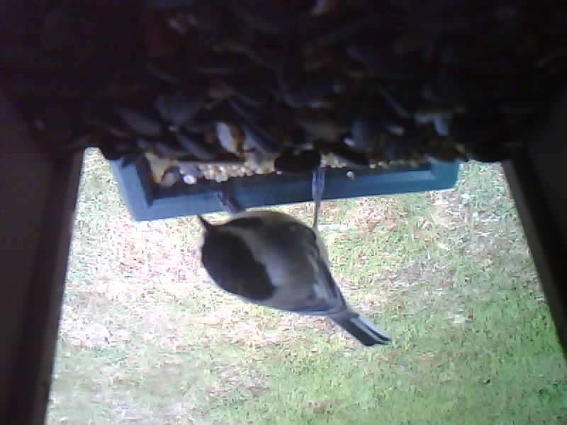 Black-capped Chickadee