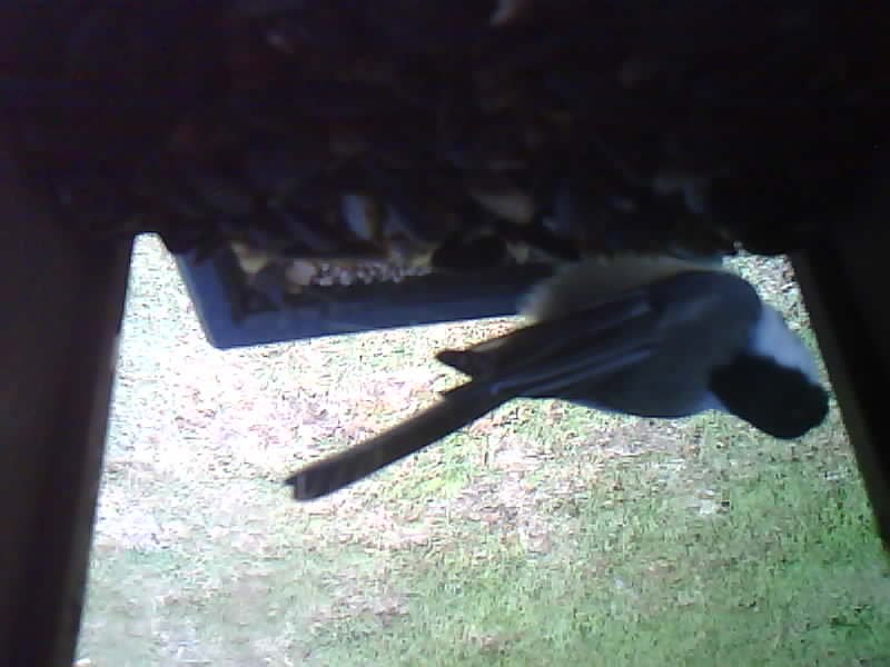 Black-capped Chickadee