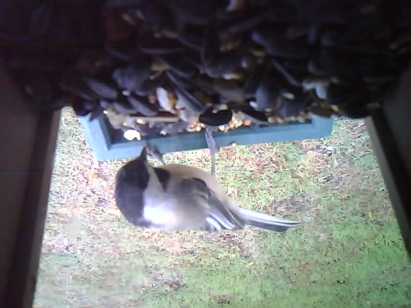 Canada Jay